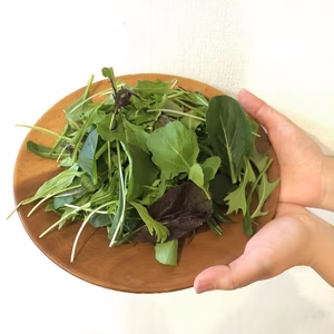 洗ってお皿に盛り付けるだけのサラダセット　50g×10袋