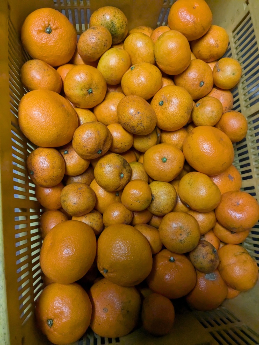 みかんパパ ちっと訳有りご自宅用パクパクみかん｜みかんの商品詳細｜ポケット