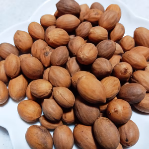 【数量限定 縁起物】榧（かや）の実 漢方 和製アーモンド 自然栽培 しめ飾りにも