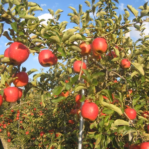 「シナノスイートかわいい小玉サイズ　丸かじりコース スマートフレッシュ済分