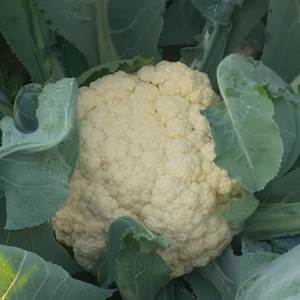 スティックカリフラワー　簡単！調理！カリフラワーと比較して　