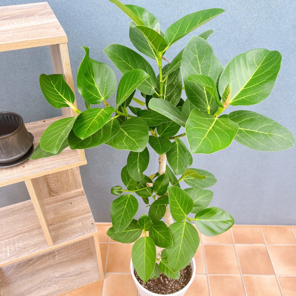 現品　フィカス　ゴムの木　ベンガレンシス　53　曲がり　インテリアグリーン　室内 現品 フィカス ゴムの木 ベンガレンシス 33番 曲り インテリアグリーン