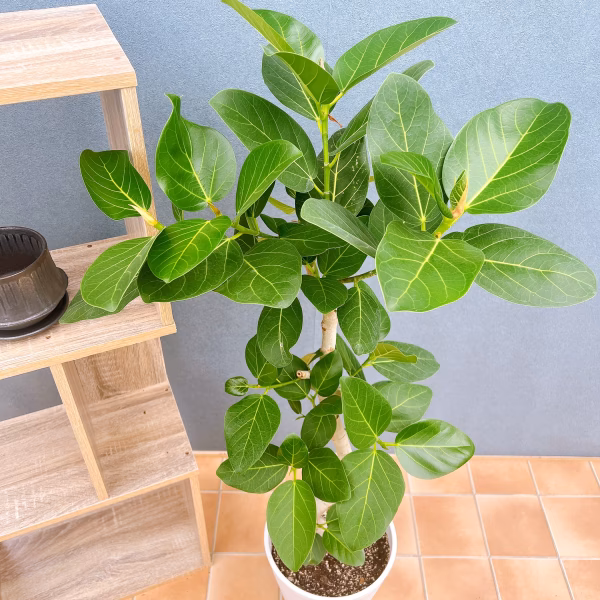 【在庫販売】　フィカス　ゴムの木　ベンガレンシス　曲り　インテリアグリーン