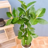 【在庫販売】　フィカス　ゴムの木　ベンガレンシス　曲り　インテリアグリーン