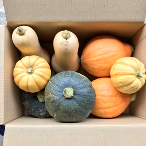 【鹿児島産】甘塩ミニカボチャ詰め合わせセット4品目^_^