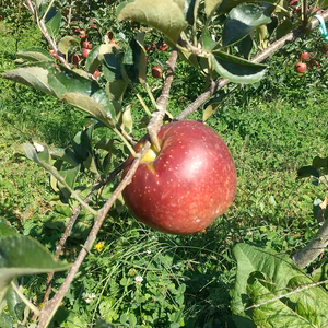 【訳あり】葉取らず減農薬秋映