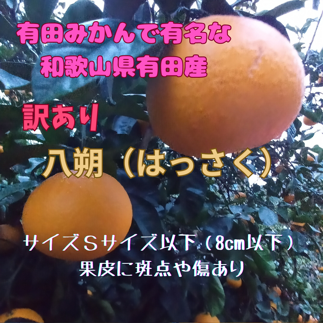 八朔　はっさく　木成り八朔　和歌山県有田産　家庭用　訳あり　サイズＳ以下