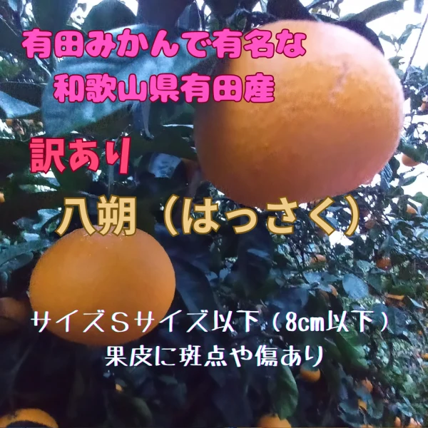 八朔 はっさく 木成り八朔 和歌山県有田産 家庭用 訳あり サイズＳ以下