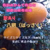 八朔　はっさく　木成り八朔　和歌山県有田産　家庭用　訳あり　サイズＳ以下