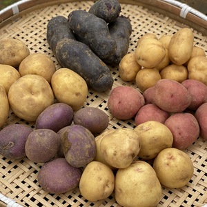 じゃがいも7品種ぜんぶ食べ比べセット【合計3.5kg】