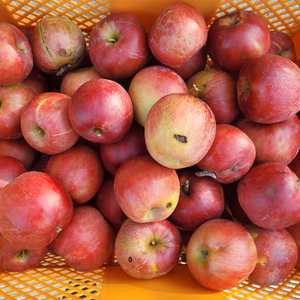 約5キロ家庭用紅玉(キズ、茶星等)