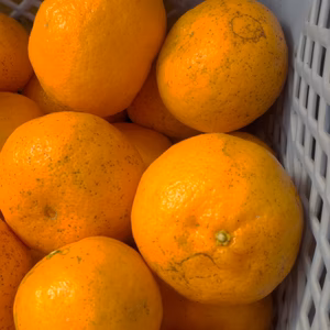 よく読んで！[訳あり]ポンカン（傷あり、中身綺麗、大小込み） 10キロ