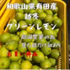 和歌山県有田産  越冬レモン レモン みかん産地 見た目だけ訳あり お買い得品