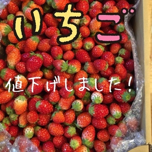 気ならない方限定ジャム用超小粒いちご2キロ入り2箱