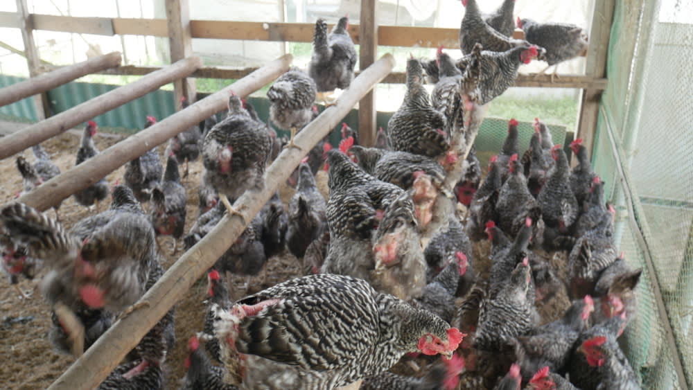 鶏が教えてくれた 本当の いただきます 農家漁師から産地直送の通販 ポケットマルシェ