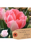 春を先取り☆彡チューリップ鉢花1鉢入り