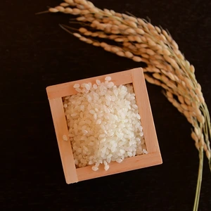 一等米【精米2kg & 玄米2kg】特栽培米コシヒカリ【80】令5和年産 有機