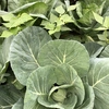 月1回　喜助農園の野菜　Sサイズ　農薬、化学肥料不使用