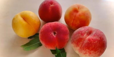 【つながるポケ○（マル）日記】共育ちのできる「のろまん」農場ー果樹農家の田中球太朗さんー（執筆：高橋博之）