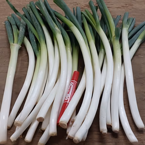 2名様✅ご注文0～2日発送✅【白ネギ】MLサイズ曲がりネギ❗❗お得20本❗❗