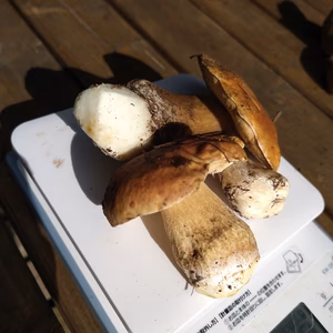 ◆今シーズン最後◆ニセコ産天然生ポルチーニ茸150g