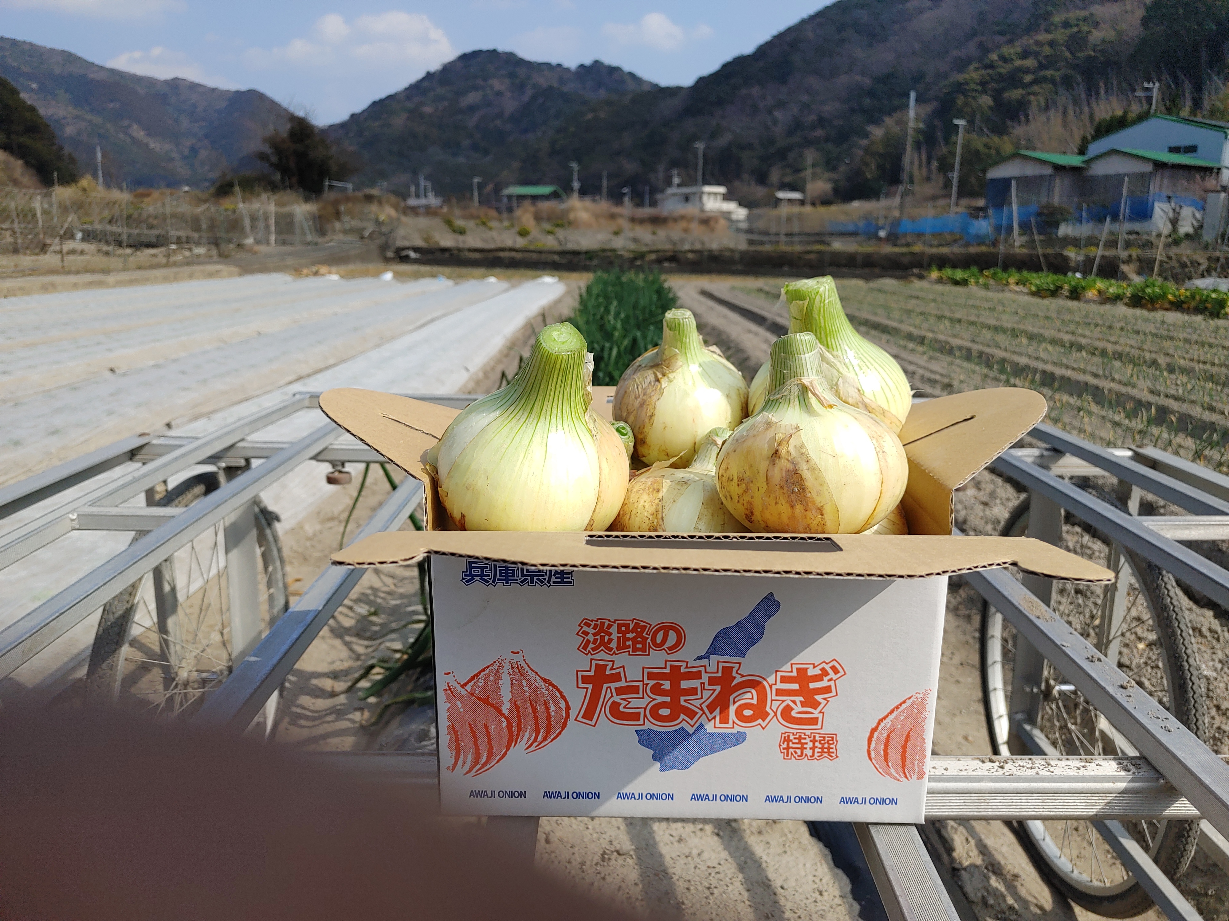 大好評、地層が違う淡路島、大玉、玉ねぎ七宝早生 大玉、新玉ねぎ風袋込み3キロ