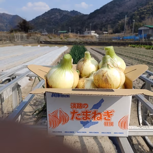 大好評、地層が違う淡路島、大玉、玉ねぎ七宝早生