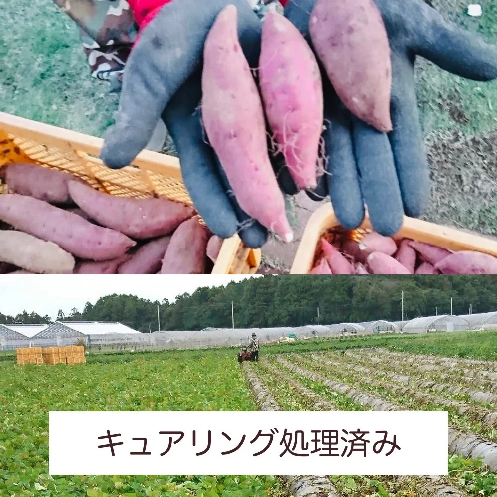 ☆食べ比べ☆ 大分産 甘太くんと 茨城県産 シルクスイート セット - 野菜