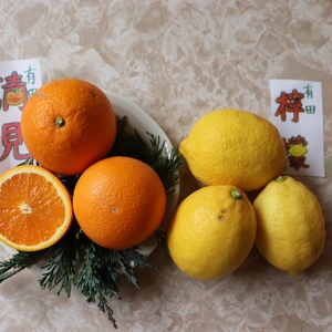 うちの春もの『清美オレンジとレモン』詰め合わせ( •̀∀•́)۶