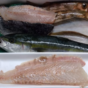 白神前浜鮮魚、おまかせセット‼️