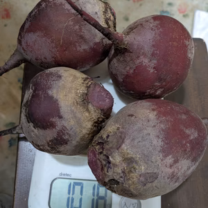 甘い八ヶ岳高原のビーツ　200g〜350gの大玉（農薬・化学肥料不使用）