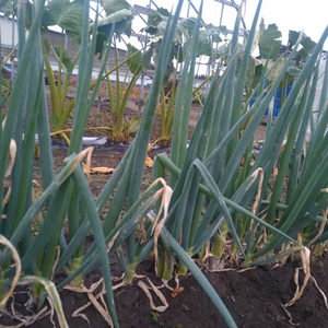 無農薬ネギ1.5kg緑の部分も食べれます!