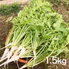 【無農薬・無肥料】柔らかく旨みもある葉大根（打木源助大根の間引き菜）《常温便》