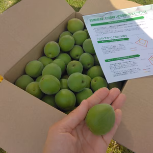 【梅酒・梅シロップに最適】数量限定/群馬県産・白加賀梅（青梅/3Lサイズ）
