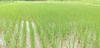 令和3年度産　減農薬コシヒカリ　新米１０ｋｇ　（玄米）