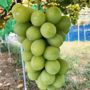 送料割引♪シャインマスカット★大きめ★クール便発送！和歌山県産