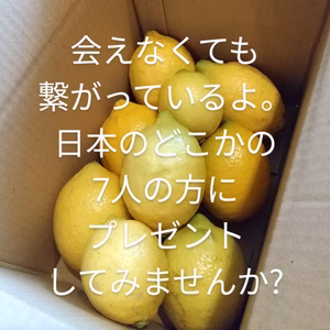 ㊗積善ファーム1周年企画　農薬不使用レモン1.5キロを7人にプレゼント出来る権利