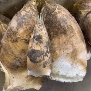 春が来た　我夢舎羅村　旬の筍