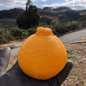 数量限定　ガムシャラポン（肥の豊）