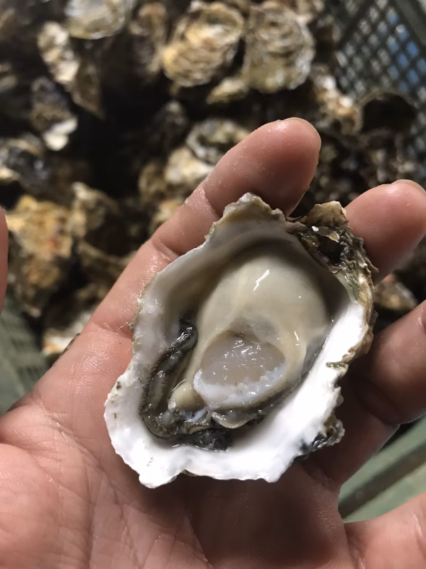 生でオッケー◎浦村産 殻付牡蠣ちいさめサイズ