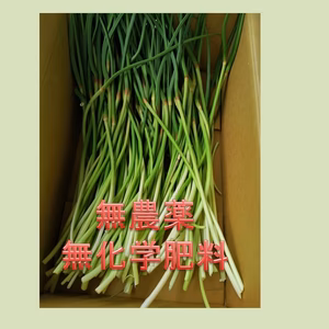 新鮮　無農薬無化学肥料　にんにくの芽1kg