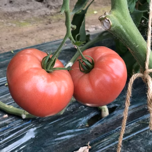新鮮！大玉トマト(桃太郎)