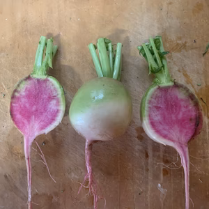 熊本県八代産　農薬不使用　紅心大根　約1.7kg