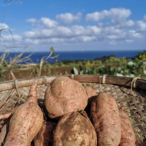五島直送！潮風 × 火山灰土が育てた熟成島さつまいも『安納芋』