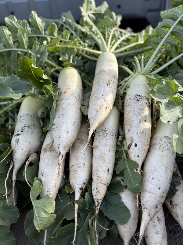 「ホクホク、シミシミ！！短根寸胴大根☆彡」