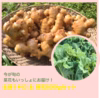 ひとふゆ熟成土佐大生姜＆菜花セット　栽培期間中農薬・化学肥料不使用　
