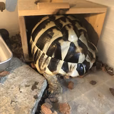 晴れのリクガメ