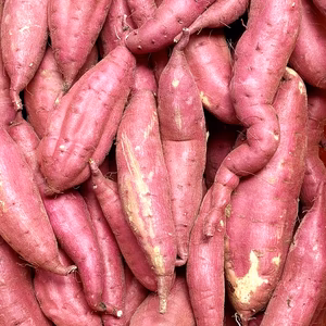 【新芋】訳ありでも美味しい‼︎ むっちりホクホク「栗かぐや」色々なサイズ入