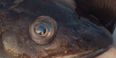 【嫁速報】スケソウダラ、マダラ、ハタハタが登場ですよ奥さん！