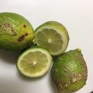 グリーンレモン（外観悪いが中身綺麗） ※5キロ出荷 減農薬&ワックス不使用